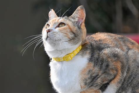 猫死|猫の突然死とは？突然死の原因や早期発見の方法、予。